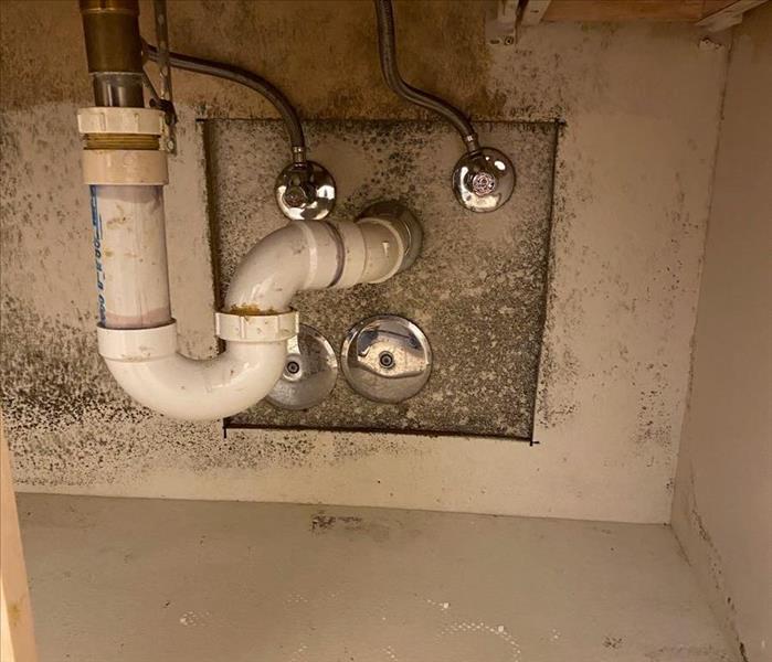 under bathroom sink covered in mold
