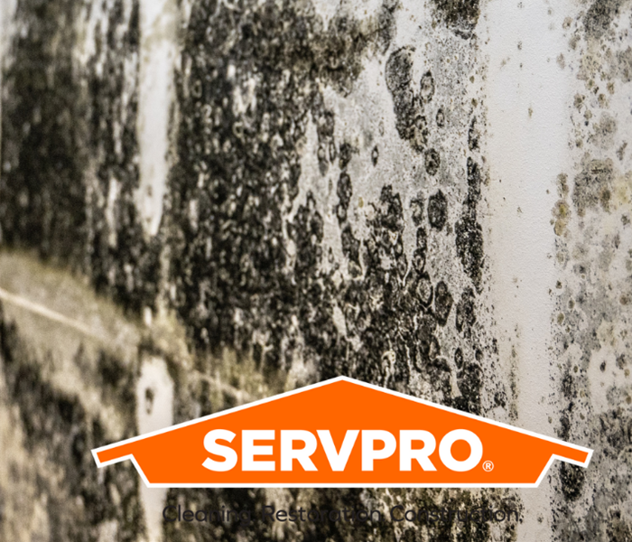 Visible growth on wall with SERVPRO logo