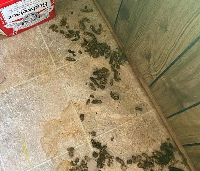 Tile floor covered in feces
